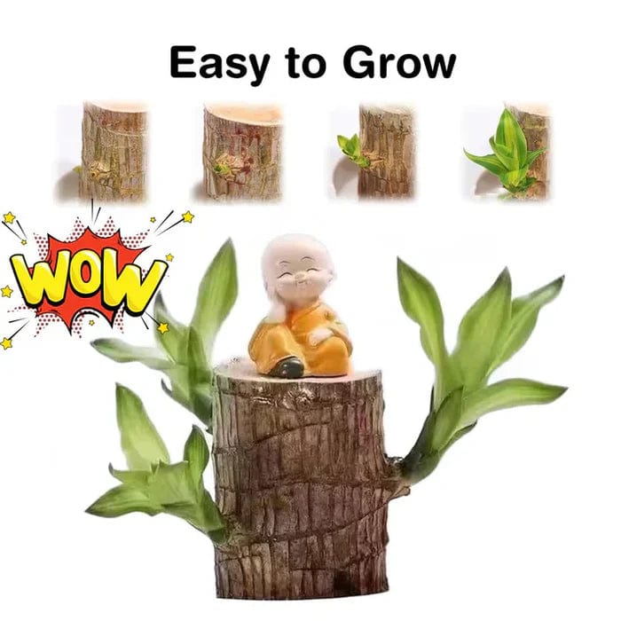 🌱Lucky Brazil Wood Money Magnet Plant