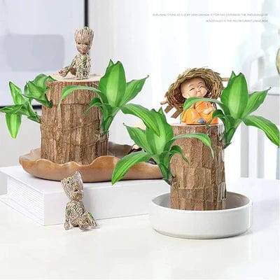 🌱Lucky Brazil Wood Money Magnet Plant
