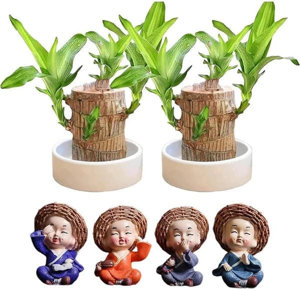 🌱Lucky Brazil Wood Money Magnet Plant