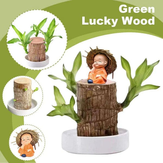 🌱Lucky Brazil Wood Money Magnet Plant
