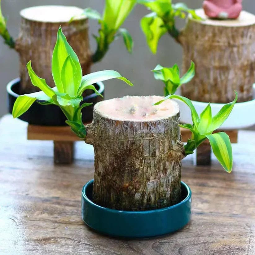 🌱Lucky Brazil Wood Money Magnet Plant