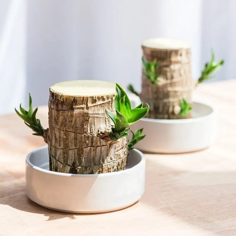 🌱Lucky Brazil Wood Money Magnet Plant