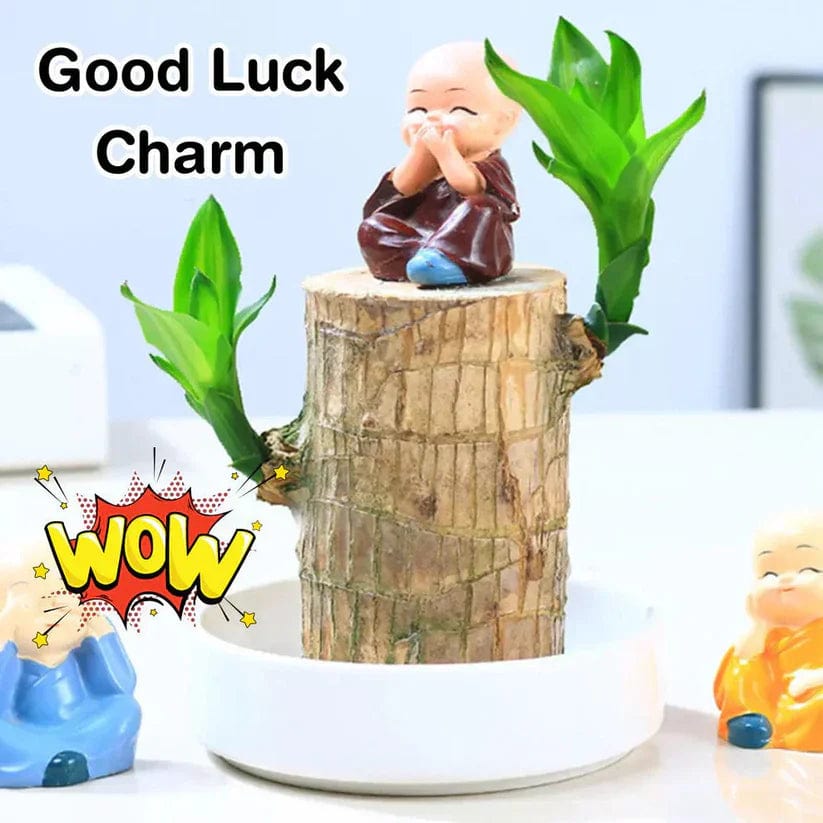 🌱Lucky Brazil Wood Money Magnet Plant