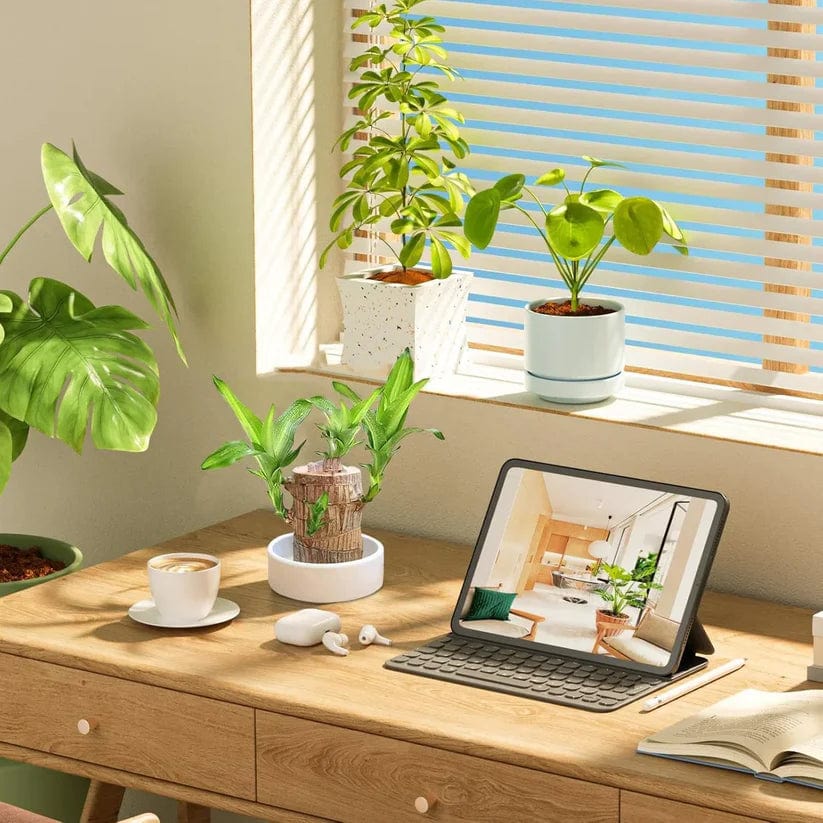 🌱Lucky Brazil Wood Money Magnet Plant