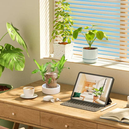 🌱Lucky Brazil Wood Money Magnet Plant